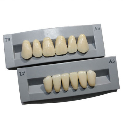 High Durability Artificial Acrylic Teeth VITA High Stain Impact Resistance Heraeus Form