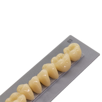 High Durability Artificial Acrylic Teeth VITA High Stain Impact Resistance Heraeus Form